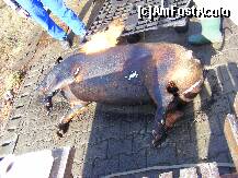 [P09] La taiatul porcului » foto by raluca1301
 - 
<span class="allrVoted glyphicon glyphicon-heart hidden" id="av274846"></span>
<a class="m-l-10 hidden" id="sv274846" onclick="voting_Foto_DelVot(,274846,2367)" role="button">șterge vot <span class="glyphicon glyphicon-remove"></span></a>
<a id="v9274846" class=" c-red"  onclick="voting_Foto_SetVot(274846)" role="button"><span class="glyphicon glyphicon-heart-empty"></span> <b>LIKE</b> = Votează poza</a> <img class="hidden"  id="f274846W9" src="/imagini/loader.gif" border="0" /><span class="AjErrMes hidden" id="e274846ErM"></span>