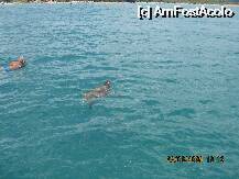 [P32] broscuta testoasa caretta-caretta » foto by sebirapid
 - 
<span class="allrVoted glyphicon glyphicon-heart hidden" id="av12060"></span>
<a class="m-l-10 hidden" id="sv12060" onclick="voting_Foto_DelVot(,12060,2903)" role="button">șterge vot <span class="glyphicon glyphicon-remove"></span></a>
<a id="v912060" class=" c-red"  onclick="voting_Foto_SetVot(12060)" role="button"><span class="glyphicon glyphicon-heart-empty"></span> <b>LIKE</b> = Votează poza</a> <img class="hidden"  id="f12060W9" src="/imagini/loader.gif" border="0" /><span class="AjErrMes hidden" id="e12060ErM"></span>