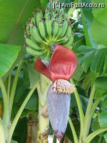 [P06] Un banan din curte » foto by criss65
 - 
<span class="allrVoted glyphicon glyphicon-heart hidden" id="av16624"></span>
<a class="m-l-10 hidden" id="sv16624" onclick="voting_Foto_DelVot(,16624,3276)" role="button">șterge vot <span class="glyphicon glyphicon-remove"></span></a>
<a id="v916624" class=" c-red"  onclick="voting_Foto_SetVot(16624)" role="button"><span class="glyphicon glyphicon-heart-empty"></span> <b>LIKE</b> = Votează poza</a> <img class="hidden"  id="f16624W9" src="/imagini/loader.gif" border="0" /><span class="AjErrMes hidden" id="e16624ErM"></span>