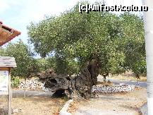 [P17] Maslinul de la Exo Hora » foto by camelia
 - 
<span class="allrVoted glyphicon glyphicon-heart hidden" id="av16905"></span>
<a class="m-l-10 hidden" id="sv16905" onclick="voting_Foto_DelVot(,16905,3297)" role="button">șterge vot <span class="glyphicon glyphicon-remove"></span></a>
<a id="v916905" class=" c-red"  onclick="voting_Foto_SetVot(16905)" role="button"><span class="glyphicon glyphicon-heart-empty"></span> <b>LIKE</b> = Votează poza</a> <img class="hidden"  id="f16905W9" src="/imagini/loader.gif" border="0" /><span class="AjErrMes hidden" id="e16905ErM"></span>