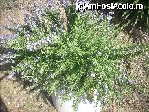 [P21] planta aromatica » foto by georgiana
 - 
<span class="allrVoted glyphicon glyphicon-heart hidden" id="av30905"></span>
<a class="m-l-10 hidden" id="sv30905" onclick="voting_Foto_DelVot(,30905,4016)" role="button">șterge vot <span class="glyphicon glyphicon-remove"></span></a>
<a id="v930905" class=" c-red"  onclick="voting_Foto_SetVot(30905)" role="button"><span class="glyphicon glyphicon-heart-empty"></span> <b>LIKE</b> = Votează poza</a> <img class="hidden"  id="f30905W9" src="/imagini/loader.gif" border="0" /><span class="AjErrMes hidden" id="e30905ErM"></span>