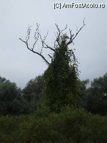 [P04] un copac lovit de traznet cu cativa ani in urma » foto by jilapitis
 - 
<span class="allrVoted glyphicon glyphicon-heart hidden" id="av39365"></span>
<a class="m-l-10 hidden" id="sv39365" onclick="voting_Foto_DelVot(,39365,4453)" role="button">șterge vot <span class="glyphicon glyphicon-remove"></span></a>
<a id="v939365" class=" c-red"  onclick="voting_Foto_SetVot(39365)" role="button"><span class="glyphicon glyphicon-heart-empty"></span> <b>LIKE</b> = Votează poza</a> <img class="hidden"  id="f39365W9" src="/imagini/loader.gif" border="0" /><span class="AjErrMes hidden" id="e39365ErM"></span>