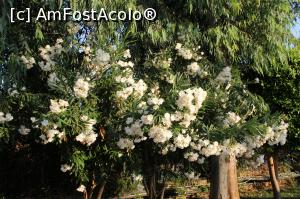 [P28] Leandrul era peste tot » foto by calincheita
 - 
<span class="allrVoted glyphicon glyphicon-heart hidden" id="av899446"></span>
<a class="m-l-10 hidden" id="sv899446" onclick="voting_Foto_DelVot(,899446,1)" role="button">șterge vot <span class="glyphicon glyphicon-remove"></span></a>
<a id="v9899446" class=" c-red"  onclick="voting_Foto_SetVot(899446)" role="button"><span class="glyphicon glyphicon-heart-empty"></span> <b>LIKE</b> = Votează poza</a> <img class="hidden"  id="f899446W9" src="/imagini/loader.gif" border="0" /><span class="AjErrMes hidden" id="e899446ErM"></span>