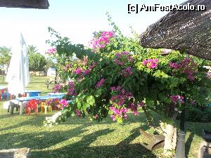 [P06] Coltul piticilor, de joaca sau de masa- caci aveau coltul lor cu preparate special pentru ei. si buganvillea- o floare intalnita peste tot.  » foto by amelia
 - 
<span class="allrVoted glyphicon glyphicon-heart hidden" id="av514288"></span>
<a class="m-l-10 hidden" id="sv514288" onclick="voting_Foto_DelVot(,514288,101)" role="button">șterge vot <span class="glyphicon glyphicon-remove"></span></a>
<a id="v9514288" class=" c-red"  onclick="voting_Foto_SetVot(514288)" role="button"><span class="glyphicon glyphicon-heart-empty"></span> <b>LIKE</b> = Votează poza</a> <img class="hidden"  id="f514288W9" src="/imagini/loader.gif" border="0" /><span class="AjErrMes hidden" id="e514288ErM"></span>