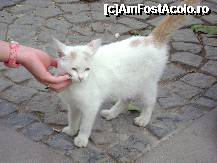 [P40] pis pis pis.....miaaauuu » foto by Adrianne
 - 
<span class="allrVoted glyphicon glyphicon-heart hidden" id="av191909"></span>
<a class="m-l-10 hidden" id="sv191909" onclick="voting_Foto_DelVot(,191909,124)" role="button">șterge vot <span class="glyphicon glyphicon-remove"></span></a>
<a id="v9191909" class=" c-red"  onclick="voting_Foto_SetVot(191909)" role="button"><span class="glyphicon glyphicon-heart-empty"></span> <b>LIKE</b> = Votează poza</a> <img class="hidden"  id="f191909W9" src="/imagini/loader.gif" border="0" /><span class="AjErrMes hidden" id="e191909ErM"></span>