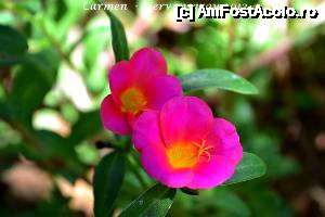 [P20]  -- <small>// FĂRĂ DESCRIERE</small> » foto by CARMEN ANA
 - 
<span class="allrVoted glyphicon glyphicon-heart hidden" id="av498733"></span>
<a class="m-l-10 hidden" id="sv498733" onclick="voting_Foto_DelVot(,498733,14)" role="button">șterge vot <span class="glyphicon glyphicon-remove"></span></a>
<a id="v9498733" class=" c-red"  onclick="voting_Foto_SetVot(498733)" role="button"><span class="glyphicon glyphicon-heart-empty"></span> <b>LIKE</b> = Votează poza</a> <img class="hidden"  id="f498733W9" src="/imagini/loader.gif" border="0" /><span class="AjErrMes hidden" id="e498733ErM"></span>