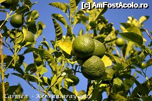 [P06] Fructe necomestibile » foto by CARMEN ANA
 - 
<span class="allrVoted glyphicon glyphicon-heart hidden" id="av498719"></span>
<a class="m-l-10 hidden" id="sv498719" onclick="voting_Foto_DelVot(,498719,14)" role="button">șterge vot <span class="glyphicon glyphicon-remove"></span></a>
<a id="v9498719" class=" c-red"  onclick="voting_Foto_SetVot(498719)" role="button"><span class="glyphicon glyphicon-heart-empty"></span> <b>LIKE</b> = Votează poza</a> <img class="hidden"  id="f498719W9" src="/imagini/loader.gif" border="0" /><span class="AjErrMes hidden" id="e498719ErM"></span>