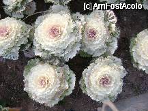 [P13] Vegetatie sau,,,sa fie varza? » foto by chrismo
 - 
<span class="allrVoted glyphicon glyphicon-heart hidden" id="av333560"></span>
<a class="m-l-10 hidden" id="sv333560" onclick="voting_Foto_DelVot(,333560,170)" role="button">șterge vot <span class="glyphicon glyphicon-remove"></span></a>
<a id="v9333560" class=" c-red"  onclick="voting_Foto_SetVot(333560)" role="button"><span class="glyphicon glyphicon-heart-empty"></span> <b>LIKE</b> = Votează poza</a> <img class="hidden"  id="f333560W9" src="/imagini/loader.gif" border="0" /><span class="AjErrMes hidden" id="e333560ErM"></span>