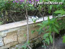 [P09] Una dintre pisici » foto by mariuca21
 - 
<span class="allrVoted glyphicon glyphicon-heart hidden" id="av221097"></span>
<a class="m-l-10 hidden" id="sv221097" onclick="voting_Foto_DelVot(,221097,171)" role="button">șterge vot <span class="glyphicon glyphicon-remove"></span></a>
<a id="v9221097" class=" c-red"  onclick="voting_Foto_SetVot(221097)" role="button"><span class="glyphicon glyphicon-heart-empty"></span> <b>LIKE</b> = Votează poza</a> <img class="hidden"  id="f221097W9" src="/imagini/loader.gif" border="0" /><span class="AjErrMes hidden" id="e221097ErM"></span>
