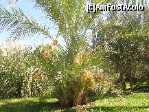 [P62] Curmali in gradina hotelului » foto by CCRRIISSYY
 - 
<span class="allrVoted glyphicon glyphicon-heart hidden" id="av259039"></span>
<a class="m-l-10 hidden" id="sv259039" onclick="voting_Foto_DelVot(,259039,171)" role="button">șterge vot <span class="glyphicon glyphicon-remove"></span></a>
<a id="v9259039" class=" c-red"  onclick="voting_Foto_SetVot(259039)" role="button"><span class="glyphicon glyphicon-heart-empty"></span> <b>LIKE</b> = Votează poza</a> <img class="hidden"  id="f259039W9" src="/imagini/loader.gif" border="0" /><span class="AjErrMes hidden" id="e259039ErM"></span>