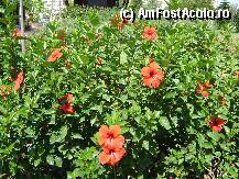 [P05] Un 10+ la aspectul gradinii » foto by mmf
 - 
<span class="allrVoted glyphicon glyphicon-heart hidden" id="av15136"></span>
<a class="m-l-10 hidden" id="sv15136" onclick="voting_Foto_DelVot(,15136,171)" role="button">șterge vot <span class="glyphicon glyphicon-remove"></span></a>
<a id="v915136" class=" c-red"  onclick="voting_Foto_SetVot(15136)" role="button"><span class="glyphicon glyphicon-heart-empty"></span> <b>LIKE</b> = Votează poza</a> <img class="hidden"  id="f15136W9" src="/imagini/loader.gif" border="0" /><span class="AjErrMes hidden" id="e15136ErM"></span>