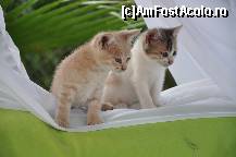 [P04] Pisicile despre care tot se discuta ( sunt protejate prin lege in Turcia) » foto by P0WER
 - 
<span class="allrVoted glyphicon glyphicon-heart hidden" id="av210576"></span>
<a class="m-l-10 hidden" id="sv210576" onclick="voting_Foto_DelVot(,210576,177)" role="button">șterge vot <span class="glyphicon glyphicon-remove"></span></a>
<a id="v9210576" class=" c-red"  onclick="voting_Foto_SetVot(210576)" role="button"><span class="glyphicon glyphicon-heart-empty"></span> <b>LIKE</b> = Votează poza</a> <img class="hidden"  id="f210576W9" src="/imagini/loader.gif" border="0" /><span class="AjErrMes hidden" id="e210576ErM"></span>