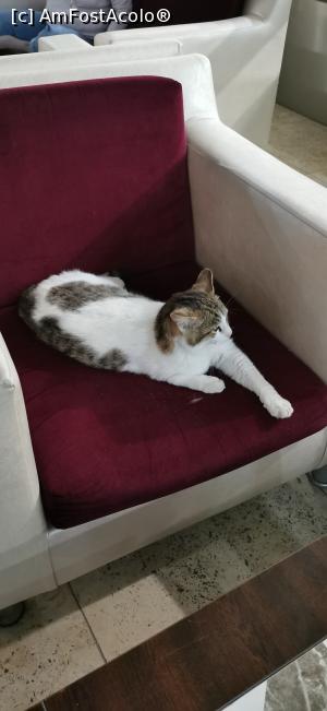 [P35] O pisica in receptia hotelului... nu avea nici un stres. » foto by ⭐ValentinB_88⭐
 - 
<span class="allrVoted glyphicon glyphicon-heart hidden" id="av1369534"></span>
<a class="m-l-10 hidden" id="sv1369534" onclick="voting_Foto_DelVot(,1369534,20)" role="button">șterge vot <span class="glyphicon glyphicon-remove"></span></a>
<a id="v91369534" class=" c-red"  onclick="voting_Foto_SetVot(1369534)" role="button"><span class="glyphicon glyphicon-heart-empty"></span> <b>LIKE</b> = Votează poza</a> <img class="hidden"  id="f1369534W9" src="/imagini/loader.gif" border="0" /><span class="AjErrMes hidden" id="e1369534ErM"></span>