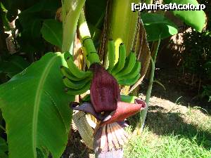 [P08] Banane » foto by alexpgt
 - 
<span class="allrVoted glyphicon glyphicon-heart hidden" id="av344344"></span>
<a class="m-l-10 hidden" id="sv344344" onclick="voting_Foto_DelVot(,344344,203)" role="button">șterge vot <span class="glyphicon glyphicon-remove"></span></a>
<a id="v9344344" class=" c-red"  onclick="voting_Foto_SetVot(344344)" role="button"><span class="glyphicon glyphicon-heart-empty"></span> <b>LIKE</b> = Votează poza</a> <img class="hidden"  id="f344344W9" src="/imagini/loader.gif" border="0" /><span class="AjErrMes hidden" id="e344344ErM"></span>