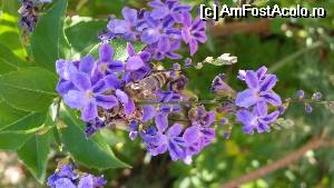 [P24]  -- <small>// FĂRĂ DESCRIERE</small> » foto by ROMY
 - 
<span class="allrVoted glyphicon glyphicon-heart hidden" id="av529710"></span>
<a class="m-l-10 hidden" id="sv529710" onclick="voting_Foto_DelVot(,529710,218)" role="button">șterge vot <span class="glyphicon glyphicon-remove"></span></a>
<a id="v9529710" class=" c-red"  onclick="voting_Foto_SetVot(529710)" role="button"><span class="glyphicon glyphicon-heart-empty"></span> <b>LIKE</b> = Votează poza</a> <img class="hidden"  id="f529710W9" src="/imagini/loader.gif" border="0" /><span class="AjErrMes hidden" id="e529710ErM"></span>