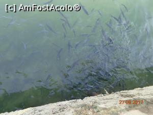 [P31] dupa ce mancam mergeam sa ii hranim si pe ei, erau in zona de scuba » foto by nrs †
 - 
<span class="allrVoted glyphicon glyphicon-heart hidden" id="av904285"></span>
<a class="m-l-10 hidden" id="sv904285" onclick="voting_Foto_DelVot(,904285,224)" role="button">șterge vot <span class="glyphicon glyphicon-remove"></span></a>
<a id="v9904285" class=" c-red"  onclick="voting_Foto_SetVot(904285)" role="button"><span class="glyphicon glyphicon-heart-empty"></span> <b>LIKE</b> = Votează poza</a> <img class="hidden"  id="f904285W9" src="/imagini/loader.gif" border="0" /><span class="AjErrMes hidden" id="e904285ErM"></span>