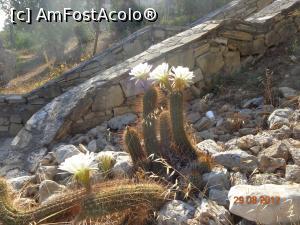 [P36] si miroase foarte frumos (asta nu se vede :))  » foto by nrs †
 - 
<span class="allrVoted glyphicon glyphicon-heart hidden" id="av904292"></span>
<a class="m-l-10 hidden" id="sv904292" onclick="voting_Foto_DelVot(,904292,224)" role="button">șterge vot <span class="glyphicon glyphicon-remove"></span></a>
<a id="v9904292" class=" c-red"  onclick="voting_Foto_SetVot(904292)" role="button"><span class="glyphicon glyphicon-heart-empty"></span> <b>LIKE</b> = Votează poza</a> <img class="hidden"  id="f904292W9" src="/imagini/loader.gif" border="0" /><span class="AjErrMes hidden" id="e904292ErM"></span>