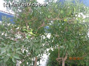 [P43] avem si fructe » foto by nrs †
 - 
<span class="allrVoted glyphicon glyphicon-heart hidden" id="av904305"></span>
<a class="m-l-10 hidden" id="sv904305" onclick="voting_Foto_DelVot(,904305,224)" role="button">șterge vot <span class="glyphicon glyphicon-remove"></span></a>
<a id="v9904305" class=" c-red"  onclick="voting_Foto_SetVot(904305)" role="button"><span class="glyphicon glyphicon-heart-empty"></span> <b>LIKE</b> = Votează poza</a> <img class="hidden"  id="f904305W9" src="/imagini/loader.gif" border="0" /><span class="AjErrMes hidden" id="e904305ErM"></span>