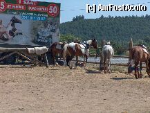[P10] Safari Horse,Kusadasi » foto by ioana22
 - 
<span class="allrVoted glyphicon glyphicon-heart hidden" id="av8921"></span>
<a class="m-l-10 hidden" id="sv8921" onclick="voting_Foto_DelVot(,8921,224)" role="button">șterge vot <span class="glyphicon glyphicon-remove"></span></a>
<a id="v98921" class=" c-red"  onclick="voting_Foto_SetVot(8921)" role="button"><span class="glyphicon glyphicon-heart-empty"></span> <b>LIKE</b> = Votează poza</a> <img class="hidden"  id="f8921W9" src="/imagini/loader.gif" border="0" /><span class="AjErrMes hidden" id="e8921ErM"></span>