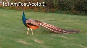 [P12] Păunii care se plimbau seara pe alei » foto by reghinaflo
 - 
<span class="allrVoted glyphicon glyphicon-heart hidden" id="av1006747"></span>
<a class="m-l-10 hidden" id="sv1006747" onclick="voting_Foto_DelVot(,1006747,226)" role="button">șterge vot <span class="glyphicon glyphicon-remove"></span></a>
<a id="v91006747" class=" c-red"  onclick="voting_Foto_SetVot(1006747)" role="button"><span class="glyphicon glyphicon-heart-empty"></span> <b>LIKE</b> = Votează poza</a> <img class="hidden"  id="f1006747W9" src="/imagini/loader.gif" border="0" /><span class="AjErrMes hidden" id="e1006747ErM"></span>