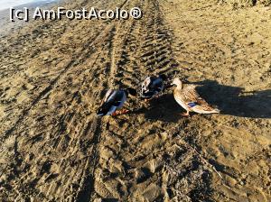 [P07]  -- <small>// FĂRĂ DESCRIERE</small> » foto by simona2012
 - 
<span class="allrVoted glyphicon glyphicon-heart hidden" id="av1120669"></span>
<a class="m-l-10 hidden" id="sv1120669" onclick="voting_Foto_DelVot(,1120669,226)" role="button">șterge vot <span class="glyphicon glyphicon-remove"></span></a>
<a id="v91120669" class=" c-red"  onclick="voting_Foto_SetVot(1120669)" role="button"><span class="glyphicon glyphicon-heart-empty"></span> <b>LIKE</b> = Votează poza</a> <img class="hidden"  id="f1120669W9" src="/imagini/loader.gif" border="0" /><span class="AjErrMes hidden" id="e1120669ErM"></span>