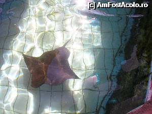 [P19] Adaland-Sea park-printre pisici de mare » foto by mango2000
 - 
<span class="allrVoted glyphicon glyphicon-heart hidden" id="av361297"></span>
<a class="m-l-10 hidden" id="sv361297" onclick="voting_Foto_DelVot(,361297,226)" role="button">șterge vot <span class="glyphicon glyphicon-remove"></span></a>
<a id="v9361297" class=" c-red"  onclick="voting_Foto_SetVot(361297)" role="button"><span class="glyphicon glyphicon-heart-empty"></span> <b>LIKE</b> = Votează poza</a> <img class="hidden"  id="f361297W9" src="/imagini/loader.gif" border="0" /><span class="AjErrMes hidden" id="e361297ErM"></span>