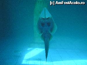 [P24] Adaland-Sea Park- pui de rechin » foto by mango2000
 - 
<span class="allrVoted glyphicon glyphicon-heart hidden" id="av361770"></span>
<a class="m-l-10 hidden" id="sv361770" onclick="voting_Foto_DelVot(,361770,226)" role="button">șterge vot <span class="glyphicon glyphicon-remove"></span></a>
<a id="v9361770" class=" c-red"  onclick="voting_Foto_SetVot(361770)" role="button"><span class="glyphicon glyphicon-heart-empty"></span> <b>LIKE</b> = Votează poza</a> <img class="hidden"  id="f361770W9" src="/imagini/loader.gif" border="0" /><span class="AjErrMes hidden" id="e361770ErM"></span>