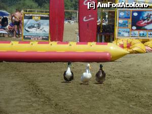 [P26] Fauna de pe plaja la hotel Surmeli » foto by mango2000
 - 
<span class="allrVoted glyphicon glyphicon-heart hidden" id="av361774"></span>
<a class="m-l-10 hidden" id="sv361774" onclick="voting_Foto_DelVot(,361774,226)" role="button">șterge vot <span class="glyphicon glyphicon-remove"></span></a>
<a id="v9361774" class=" c-red"  onclick="voting_Foto_SetVot(361774)" role="button"><span class="glyphicon glyphicon-heart-empty"></span> <b>LIKE</b> = Votează poza</a> <img class="hidden"  id="f361774W9" src="/imagini/loader.gif" border="0" /><span class="AjErrMes hidden" id="e361774ErM"></span>