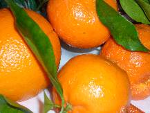 [P14] Ati mai vazut la masa in Bulgaria portocale cu frunze cu tot? » foto by magdalena
 - 
<span class="allrVoted glyphicon glyphicon-heart hidden" id="av40636"></span>
<a class="m-l-10 hidden" id="sv40636" onclick="voting_Foto_DelVot(,40636,349)" role="button">șterge vot <span class="glyphicon glyphicon-remove"></span></a>
<a id="v940636" class=" c-red"  onclick="voting_Foto_SetVot(40636)" role="button"><span class="glyphicon glyphicon-heart-empty"></span> <b>LIKE</b> = Votează poza</a> <img class="hidden"  id="f40636W9" src="/imagini/loader.gif" border="0" /><span class="AjErrMes hidden" id="e40636ErM"></span>