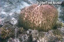 [P20] Coralii de lîngă hotel pozaţi cu o cameră subacvatică cumpărată din Hurghada (90 de lire). » foto by Maditu16
 - 
<span class="allrVoted glyphicon glyphicon-heart hidden" id="av212511"></span>
<a class="m-l-10 hidden" id="sv212511" onclick="voting_Foto_DelVot(,212511,36)" role="button">șterge vot <span class="glyphicon glyphicon-remove"></span></a>
<a id="v9212511" class=" c-red"  onclick="voting_Foto_SetVot(212511)" role="button"><span class="glyphicon glyphicon-heart-empty"></span> <b>LIKE</b> = Votează poza</a> <img class="hidden"  id="f212511W9" src="/imagini/loader.gif" border="0" /><span class="AjErrMes hidden" id="e212511ErM"></span>