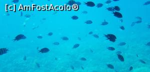 [P18] Paradise Island Plus - lumea adâncurilor văzută prin hublou » foto by nicole33
 - 
<span class="allrVoted glyphicon glyphicon-heart hidden" id="av1028035"></span>
<a class="m-l-10 hidden" id="sv1028035" onclick="voting_Foto_DelVot(,1028035,371)" role="button">șterge vot <span class="glyphicon glyphicon-remove"></span></a>
<a id="v91028035" class=" c-red"  onclick="voting_Foto_SetVot(1028035)" role="button"><span class="glyphicon glyphicon-heart-empty"></span> <b>LIKE</b> = Votează poza</a> <img class="hidden"  id="f1028035W9" src="/imagini/loader.gif" border="0" /><span class="AjErrMes hidden" id="e1028035ErM"></span>