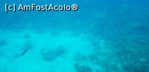 [P27] Paradise Island Plus - lumea adâncurilor văzută prin hublou » foto by nicole33
 - 
<span class="allrVoted glyphicon glyphicon-heart hidden" id="av1028044"></span>
<a class="m-l-10 hidden" id="sv1028044" onclick="voting_Foto_DelVot(,1028044,371)" role="button">șterge vot <span class="glyphicon glyphicon-remove"></span></a>
<a id="v91028044" class=" c-red"  onclick="voting_Foto_SetVot(1028044)" role="button"><span class="glyphicon glyphicon-heart-empty"></span> <b>LIKE</b> = Votează poza</a> <img class="hidden"  id="f1028044W9" src="/imagini/loader.gif" border="0" /><span class="AjErrMes hidden" id="e1028044ErM"></span>