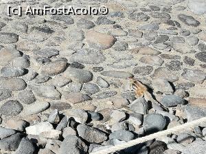 [P32] 32. În vizita noastră la iazuri, ne-au însoțit aceste mici veverițe.  » foto by doinafil
 - 
<span class="allrVoted glyphicon glyphicon-heart hidden" id="av1057512"></span>
<a class="m-l-10 hidden" id="sv1057512" onclick="voting_Foto_DelVot(,1057512,383)" role="button">șterge vot <span class="glyphicon glyphicon-remove"></span></a>
<a id="v91057512" class=" c-red"  onclick="voting_Foto_SetVot(1057512)" role="button"><span class="glyphicon glyphicon-heart-empty"></span> <b>LIKE</b> = Votează poza</a> <img class="hidden"  id="f1057512W9" src="/imagini/loader.gif" border="0" /><span class="AjErrMes hidden" id="e1057512ErM"></span>
