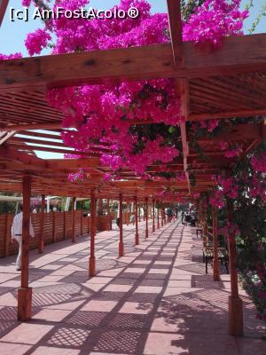 [P02]  -- <small>// FĂRĂ DESCRIERE</small> » foto by NNADIA
 - 
<span class="allrVoted glyphicon glyphicon-heart hidden" id="av904151"></span>
<a class="m-l-10 hidden" id="sv904151" onclick="voting_Foto_DelVot(,904151,394)" role="button">șterge vot <span class="glyphicon glyphicon-remove"></span></a>
<a id="v9904151" class=" c-red"  onclick="voting_Foto_SetVot(904151)" role="button"><span class="glyphicon glyphicon-heart-empty"></span> <b>LIKE</b> = Votează poza</a> <img class="hidden"  id="f904151W9" src="/imagini/loader.gif" border="0" /><span class="AjErrMes hidden" id="e904151ErM"></span>