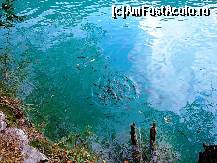 [P14] Peştii disperaţi după haleală » foto by badge®
 - 
<span class="allrVoted glyphicon glyphicon-heart hidden" id="av174424"></span>
<a class="m-l-10 hidden" id="sv174424" onclick="voting_Foto_DelVot(,174424,412)" role="button">șterge vot <span class="glyphicon glyphicon-remove"></span></a>
<a id="v9174424" class=" c-red"  onclick="voting_Foto_SetVot(174424)" role="button"><span class="glyphicon glyphicon-heart-empty"></span> <b>LIKE</b> = Votează poza</a> <img class="hidden"  id="f174424W9" src="/imagini/loader.gif" border="0" /><span class="AjErrMes hidden" id="e174424ErM"></span>