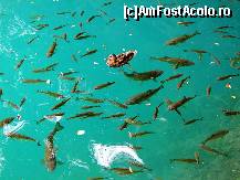 [P15] Concurenţă pentru mâncare, deasupra şi dedesubtul apei » foto by badge®
 - 
<span class="allrVoted glyphicon glyphicon-heart hidden" id="av174425"></span>
<a class="m-l-10 hidden" id="sv174425" onclick="voting_Foto_DelVot(,174425,412)" role="button">șterge vot <span class="glyphicon glyphicon-remove"></span></a>
<a id="v9174425" class=" c-red"  onclick="voting_Foto_SetVot(174425)" role="button"><span class="glyphicon glyphicon-heart-empty"></span> <b>LIKE</b> = Votează poza</a> <img class="hidden"  id="f174425W9" src="/imagini/loader.gif" border="0" /><span class="AjErrMes hidden" id="e174425ErM"></span>