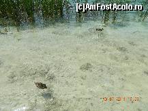 [P14] ratustele in plimbare » foto by andreea72
 - 
<span class="allrVoted glyphicon glyphicon-heart hidden" id="av498168"></span>
<a class="m-l-10 hidden" id="sv498168" onclick="voting_Foto_DelVot(,498168,412)" role="button">șterge vot <span class="glyphicon glyphicon-remove"></span></a>
<a id="v9498168" class=" c-red"  onclick="voting_Foto_SetVot(498168)" role="button"><span class="glyphicon glyphicon-heart-empty"></span> <b>LIKE</b> = Votează poza</a> <img class="hidden"  id="f498168W9" src="/imagini/loader.gif" border="0" /><span class="AjErrMes hidden" id="e498168ErM"></span>