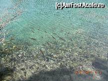 [P17] nu se pescuieste!!  » foto by andreea72
 - 
<span class="allrVoted glyphicon glyphicon-heart hidden" id="av498173"></span>
<a class="m-l-10 hidden" id="sv498173" onclick="voting_Foto_DelVot(,498173,412)" role="button">șterge vot <span class="glyphicon glyphicon-remove"></span></a>
<a id="v9498173" class=" c-red"  onclick="voting_Foto_SetVot(498173)" role="button"><span class="glyphicon glyphicon-heart-empty"></span> <b>LIKE</b> = Votează poza</a> <img class="hidden"  id="f498173W9" src="/imagini/loader.gif" border="0" /><span class="AjErrMes hidden" id="e498173ErM"></span>