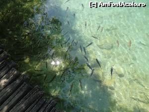 [P29] Bancuri de pesti » foto by Marian Preda
 - 
<span class="allrVoted glyphicon glyphicon-heart hidden" id="av560989"></span>
<a class="m-l-10 hidden" id="sv560989" onclick="voting_Foto_DelVot(,560989,412)" role="button">șterge vot <span class="glyphicon glyphicon-remove"></span></a>
<a id="v9560989" class=" c-red"  onclick="voting_Foto_SetVot(560989)" role="button"><span class="glyphicon glyphicon-heart-empty"></span> <b>LIKE</b> = Votează poza</a> <img class="hidden"  id="f560989W9" src="/imagini/loader.gif" border="0" /><span class="AjErrMes hidden" id="e560989ErM"></span>