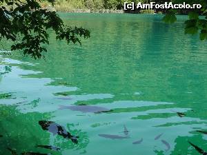 [P32] Habitatul pestilor!  » foto by Marian Preda
 - 
<span class="allrVoted glyphicon glyphicon-heart hidden" id="av560992"></span>
<a class="m-l-10 hidden" id="sv560992" onclick="voting_Foto_DelVot(,560992,412)" role="button">șterge vot <span class="glyphicon glyphicon-remove"></span></a>
<a id="v9560992" class=" c-red"  onclick="voting_Foto_SetVot(560992)" role="button"><span class="glyphicon glyphicon-heart-empty"></span> <b>LIKE</b> = Votează poza</a> <img class="hidden"  id="f560992W9" src="/imagini/loader.gif" border="0" /><span class="AjErrMes hidden" id="e560992ErM"></span>