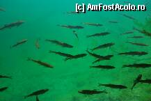 [P05]  -- <small>// FĂRĂ DESCRIERE</small> » foto by elena_iasi
 - 
<span class="allrVoted glyphicon glyphicon-heart hidden" id="av240041"></span>
<a class="m-l-10 hidden" id="sv240041" onclick="voting_Foto_DelVot(,240041,412)" role="button">șterge vot <span class="glyphicon glyphicon-remove"></span></a>
<a id="v9240041" class=" c-red"  onclick="voting_Foto_SetVot(240041)" role="button"><span class="glyphicon glyphicon-heart-empty"></span> <b>LIKE</b> = Votează poza</a> <img class="hidden"  id="f240041W9" src="/imagini/loader.gif" border="0" /><span class="AjErrMes hidden" id="e240041ErM"></span>