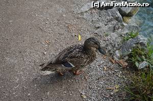 [P12] Rățușca se plimba liber » foto by krisztike
 - 
<span class="allrVoted glyphicon glyphicon-heart hidden" id="av658300"></span>
<a class="m-l-10 hidden" id="sv658300" onclick="voting_Foto_DelVot(,658300,412)" role="button">șterge vot <span class="glyphicon glyphicon-remove"></span></a>
<a id="v9658300" class=" c-red"  onclick="voting_Foto_SetVot(658300)" role="button"><span class="glyphicon glyphicon-heart-empty"></span> <b>LIKE</b> = Votează poza</a> <img class="hidden"  id="f658300W9" src="/imagini/loader.gif" border="0" /><span class="AjErrMes hidden" id="e658300ErM"></span>