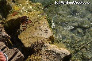 [P09] Libelula se reflectă în apă » foto by krisztike
 - 
<span class="allrVoted glyphicon glyphicon-heart hidden" id="av658297"></span>
<a class="m-l-10 hidden" id="sv658297" onclick="voting_Foto_DelVot(,658297,412)" role="button">șterge vot <span class="glyphicon glyphicon-remove"></span></a>
<a id="v9658297" class=" c-red"  onclick="voting_Foto_SetVot(658297)" role="button"><span class="glyphicon glyphicon-heart-empty"></span> <b>LIKE</b> = Votează poza</a> <img class="hidden"  id="f658297W9" src="/imagini/loader.gif" border="0" /><span class="AjErrMes hidden" id="e658297ErM"></span>