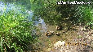 [P22] Parcul Plitvice (sau Paradisul Ceresc?)  » foto by crismis
 - 
<span class="allrVoted glyphicon glyphicon-heart hidden" id="av667793"></span>
<a class="m-l-10 hidden" id="sv667793" onclick="voting_Foto_DelVot(,667793,412)" role="button">șterge vot <span class="glyphicon glyphicon-remove"></span></a>
<a id="v9667793" class=" c-red"  onclick="voting_Foto_SetVot(667793)" role="button"><span class="glyphicon glyphicon-heart-empty"></span> <b>LIKE</b> = Votează poza</a> <img class="hidden"  id="f667793W9" src="/imagini/loader.gif" border="0" /><span class="AjErrMes hidden" id="e667793ErM"></span>