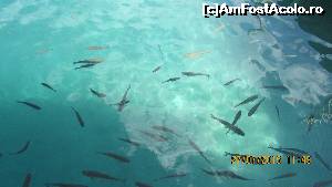 [P06] Apa cristalină a lacului Kozjac, casă primitoare pt milioane de vieţuitoare » foto by crismis
 - 
<span class="allrVoted glyphicon glyphicon-heart hidden" id="av667777"></span>
<a class="m-l-10 hidden" id="sv667777" onclick="voting_Foto_DelVot(,667777,412)" role="button">șterge vot <span class="glyphicon glyphicon-remove"></span></a>
<a id="v9667777" class=" c-red"  onclick="voting_Foto_SetVot(667777)" role="button"><span class="glyphicon glyphicon-heart-empty"></span> <b>LIKE</b> = Votează poza</a> <img class="hidden"  id="f667777W9" src="/imagini/loader.gif" border="0" /><span class="AjErrMes hidden" id="e667777ErM"></span>