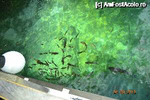 [P06]  -- <small>// FĂRĂ DESCRIERE</small> » foto by alyna_sv
 - 
<span class="allrVoted glyphicon glyphicon-heart hidden" id="av693381"></span>
<a class="m-l-10 hidden" id="sv693381" onclick="voting_Foto_DelVot(,693381,412)" role="button">șterge vot <span class="glyphicon glyphicon-remove"></span></a>
<a id="v9693381" class=" c-red"  onclick="voting_Foto_SetVot(693381)" role="button"><span class="glyphicon glyphicon-heart-empty"></span> <b>LIKE</b> = Votează poza</a> <img class="hidden"  id="f693381W9" src="/imagini/loader.gif" border="0" /><span class="AjErrMes hidden" id="e693381ErM"></span>