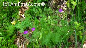 [P49] Parcul National Lacurile Plitvice.  » foto by Aurici
 - 
<span class="allrVoted glyphicon glyphicon-heart hidden" id="av1026562"></span>
<a class="m-l-10 hidden" id="sv1026562" onclick="voting_Foto_DelVot(,1026562,412)" role="button">șterge vot <span class="glyphicon glyphicon-remove"></span></a>
<a id="v91026562" class=" c-red"  onclick="voting_Foto_SetVot(1026562)" role="button"><span class="glyphicon glyphicon-heart-empty"></span> <b>LIKE</b> = Votează poza</a> <img class="hidden"  id="f1026562W9" src="/imagini/loader.gif" border="0" /><span class="AjErrMes hidden" id="e1026562ErM"></span>