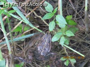 [P41] Un solist barosan!  » foto by elviramvio
 - 
<span class="allrVoted glyphicon glyphicon-heart hidden" id="av869190"></span>
<a class="m-l-10 hidden" id="sv869190" onclick="voting_Foto_DelVot(,869190,412)" role="button">șterge vot <span class="glyphicon glyphicon-remove"></span></a>
<a id="v9869190" class=" c-red"  onclick="voting_Foto_SetVot(869190)" role="button"><span class="glyphicon glyphicon-heart-empty"></span> <b>LIKE</b> = Votează poza</a> <img class="hidden"  id="f869190W9" src="/imagini/loader.gif" border="0" /><span class="AjErrMes hidden" id="e869190ErM"></span>