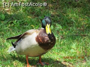 [P05] A beneficiat de bucățele din cornetele noastre de înghețată pe care le ducea la puișori!!  » foto by elviramvio
 - 
<span class="allrVoted glyphicon glyphicon-heart hidden" id="av869154"></span>
<a class="m-l-10 hidden" id="sv869154" onclick="voting_Foto_DelVot(,869154,412)" role="button">șterge vot <span class="glyphicon glyphicon-remove"></span></a>
<a id="v9869154" class=" c-red"  onclick="voting_Foto_SetVot(869154)" role="button"><span class="glyphicon glyphicon-heart-empty"></span> <b>LIKE</b> = Votează poza</a> <img class="hidden"  id="f869154W9" src="/imagini/loader.gif" border="0" /><span class="AjErrMes hidden" id="e869154ErM"></span>