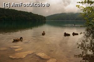 [P22] ne lăsăm timp joacă cu niște rățuște prietenoase » foto by Maya_C
 - 
<span class="allrVoted glyphicon glyphicon-heart hidden" id="av1013003"></span>
<a class="m-l-10 hidden" id="sv1013003" onclick="voting_Foto_DelVot(,1013003,412)" role="button">șterge vot <span class="glyphicon glyphicon-remove"></span></a>
<a id="v91013003" class=" c-red"  onclick="voting_Foto_SetVot(1013003)" role="button"><span class="glyphicon glyphicon-heart-empty"></span> <b>LIKE</b> = Votează poza</a> <img class="hidden"  id="f1013003W9" src="/imagini/loader.gif" border="0" /><span class="AjErrMes hidden" id="e1013003ErM"></span>